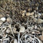 Tres esqueletos del Reino Unido revelan que la peste es mucho más antigua de lo que se pensaba